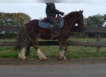 Gypsy Horse, Gelding, 11 years, 13,1 hh, Chestnut-Red