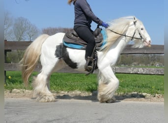 Gypsy Horse, Gelding, 11 years, 13.1 hh, Pinto