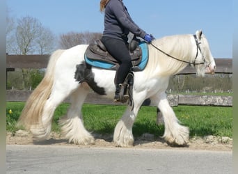 Gypsy Horse, Gelding, 11 years, 13.1 hh, Pinto