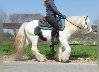 Gypsy Horse, Gelding, 11 years, 13.1 hh, Pinto