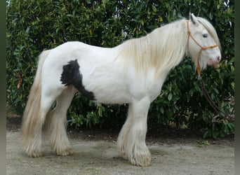 Gypsy Horse, Gelding, 11 years, 13.1 hh, Pinto