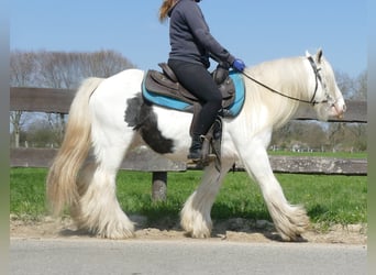 Gypsy Horse, Gelding, 11 years, 13.1 hh, Pinto
