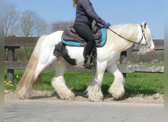 Gypsy Horse, Gelding, 11 years, 13.1 hh, Pinto