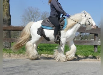 Gypsy Horse, Gelding, 11 years, 13.1 hh, Pinto