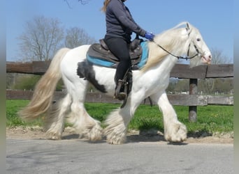 Gypsy Horse, Gelding, 11 years, 13.1 hh, Pinto