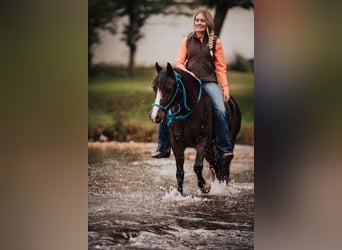 Gypsy Horse, Gelding, 11 years, 13,2 hh, Bay