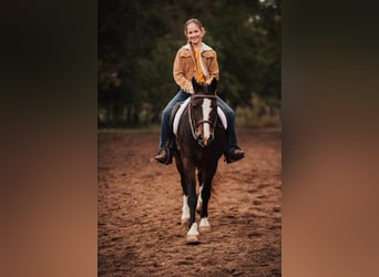 Gypsy Horse, Gelding, 11 years, 13,2 hh, Bay