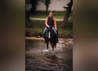 Gypsy Horse, Gelding, 11 years, 13,2 hh, Bay