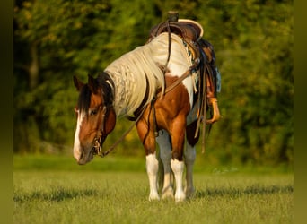 Gypsy Horse, Gelding, 11 years, 13.3 hh, Tobiano-all-colors