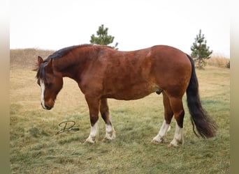 Gypsy Horse Mix, Gelding, 11 years, 13,3 hh, Roan-Bay