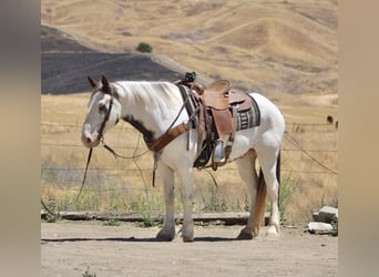 Gypsy Horse, Gelding, 11 years, 14.1 hh, Overo-all-colors