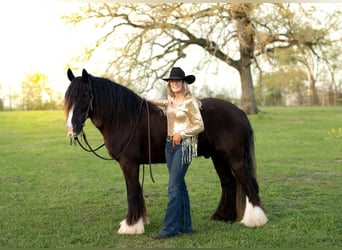 Gypsy Horse, Gelding, 11 years, 14.2 hh, Black