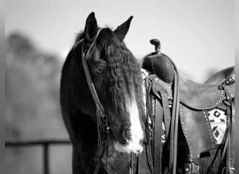 Gypsy Horse, Gelding, 11 years, 14.2 hh, Black