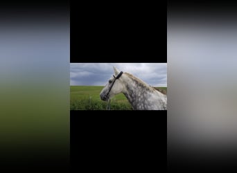 Gypsy Horse Mix, Gelding, 11 years, 14,2 hh, Gray-Dapple