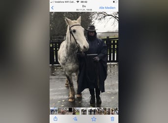 Gypsy Horse Mix, Gelding, 11 years, 14,2 hh, Gray-Dapple