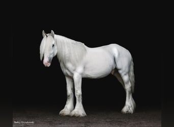 Gypsy Horse, Gelding, 11 years, 14.2 hh, Gray