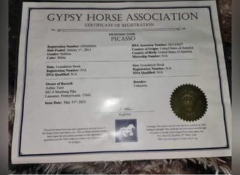 Gypsy Horse, Gelding, 11 years, 14.2 hh, Gray