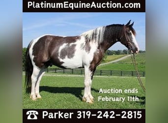 Gypsy Horse, Gelding, 11 years, 14,2 hh, Tobiano-all-colors