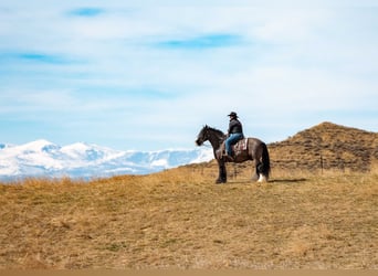 Gypsy Horse, Gelding, 11 years, 14.3 hh, Black