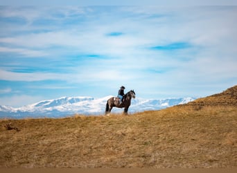Gypsy Horse, Gelding, 11 years, 14.3 hh, Black