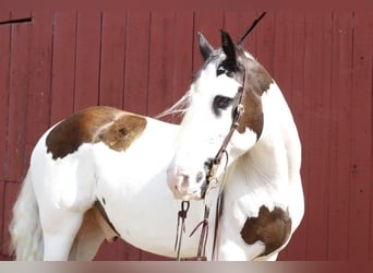 Gypsy Horse, Gelding, 11 years, 14.3 hh, Pinto