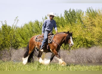 Gypsy Horse, Gelding, 11 years, 14 hh, Bay