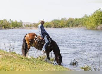 Gypsy Horse, Gelding, 11 years, 14 hh, Bay