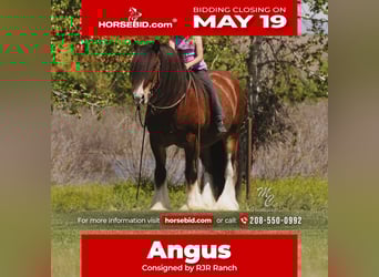 Gypsy Horse, Gelding, 11 years, 14 hh, Bay