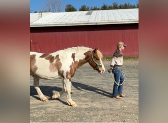 Gypsy Horse, Gelding, 11 years, 14 hh, Roan-Red