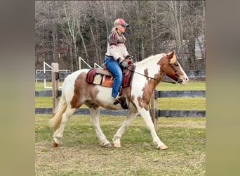 Gypsy Horse, Gelding, 11 years, 14 hh, Roan-Red