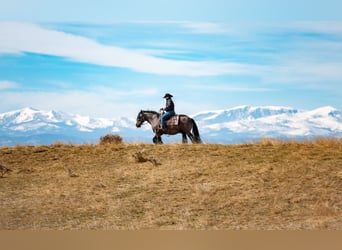 Gypsy Horse, Gelding, 11 years, 14,3 hh, Black