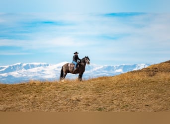 Gypsy Horse, Gelding, 11 years, 14,3 hh, Black