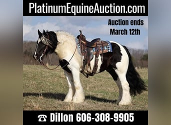 Gypsy Horse, Gelding, 11 years, 14,3 hh, Tobiano-all-colors