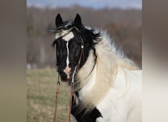 Gypsy Horse, Gelding, 11 years, 14,3 hh, Tobiano-all-colors