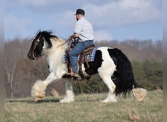 Gypsy Horse, Gelding, 11 years, 14,3 hh, Tobiano-all-colors