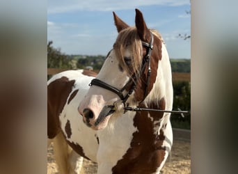 Gypsy Horse, Gelding, 11 years, 15.1 hh, Pinto Gypsy Horse, Gelding, 11 years, 15.1 hh, Pinto