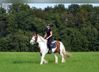 Gypsy Horse, Gelding, 11 years, 15.1 hh, Pinto Gypsy Horse, Gelding, 11 years, 15.1 hh, Pinto