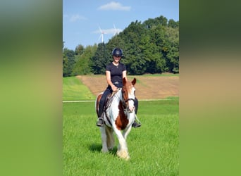 Gypsy Horse, Gelding, 11 years, 15.1 hh, Pinto Gypsy Horse, Gelding, 11 years, 15.1 hh, Pinto