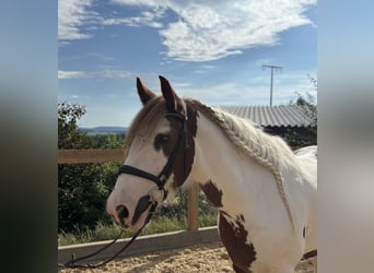 Gypsy Horse, Gelding, 11 years, 15.1 hh, Pinto Gypsy Horse, Gelding, 11 years, 15.1 hh, Pinto
