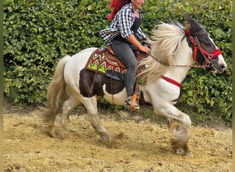 Gypsy Horse, Gelding, 11 years, 15.1 hh, Pinto Gypsy Horse, Gelding, 11 years, 15.1 hh, Pinto