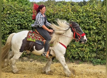Gypsy Horse, Gelding, 11 years, 15.1 hh, Pinto Gypsy Horse, Gelding, 11 years, 15.1 hh, Pinto