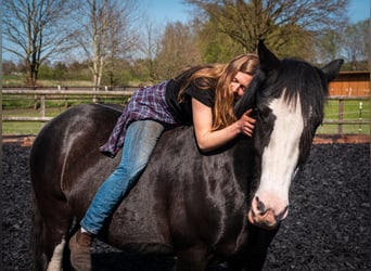 Gypsy Horse, Gelding, 11 years, 15.1 hh, Roan-Blue