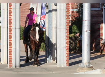 Gypsy Horse, Gelding, 11 years, 15,3 hh, Bay