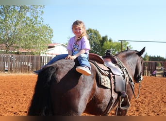 Gypsy Horse, Gelding, 11 years, 15,3 hh, Bay