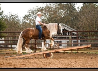 Gypsy Horse, Gelding, 11 years, 15 hh, Bay