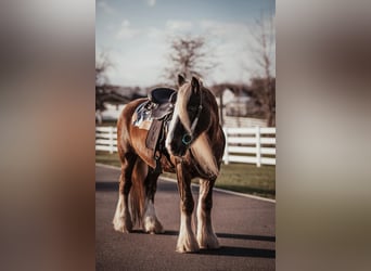 Gypsy Horse, Gelding, 11 years, 15 hh, Bay