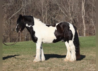 Gypsy Horse, Gelding, 11 years, 15 hh, Black