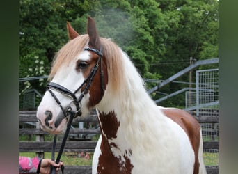 Gypsy Horse, Gelding, 11 years, 15 hh, Pinto