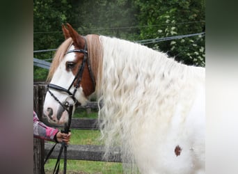 Gypsy Horse, Gelding, 11 years, 15 hh, Pinto