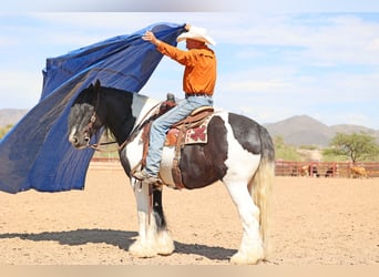 Gypsy Horse, Gelding, 11 years, 15 hh, Pinto